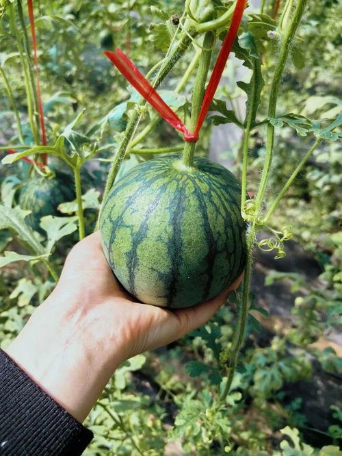 吃瓜界盟主,揭秘幕后风云，探寻瓜界传奇