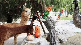 吃瓜围观的动物们,围观趣事大盘点