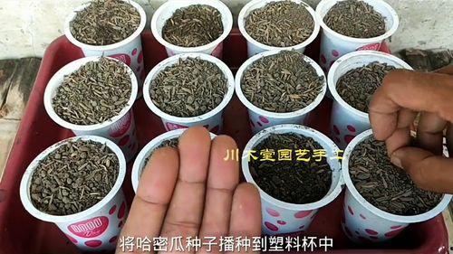 回村吃自己的瓜,揭秘乡村生活的甜蜜与苦涩