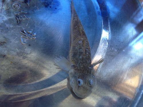 鱼雷电猜明星,揭秘明星背后的神秘力量