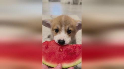 崇州吃瓜小狗是谁,揭秘网络红人的崛起之路