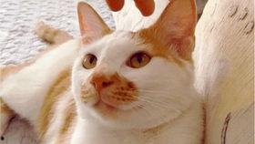 纯吃瓜搞笑视频