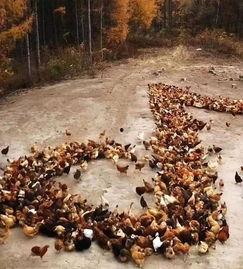 网红大鸡头,揭秘网络红人的崛起之路