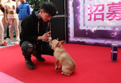 狗狗明星评选活动,狗狗明星评选活动盛大启幕