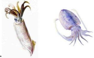 章鱼和手指明星,揭秘海洋生物与人类艺术的奇妙交融