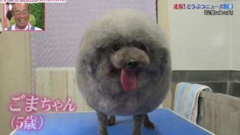 网红金毛泰迪狗