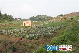 安岳县新闻头条永顺乡,聚焦发展新篇章，共绘乡村振兴美好图景