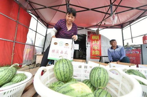 横溪吃瓜,揭秘当地特色美食背后的故事