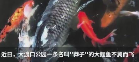 重庆明星鲤鱼被吃