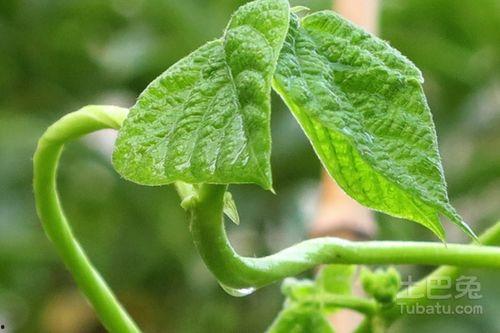 青藤选择吃瓜模式,揭秘吃瓜模式的绿色生活新风尚