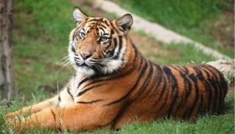 成都老虎爆料视频曝光,揭秘事件背后真相